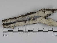 剛毛絲皮菌藏品圖，第1張