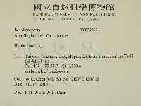 絲齒菌屬藏品圖，第2張