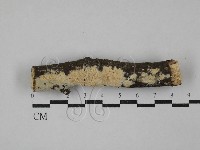 絲齒菌屬藏品圖，第1張