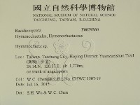 刺革菌屬藏品圖，第2張