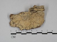 刺革菌屬藏品圖，第1張