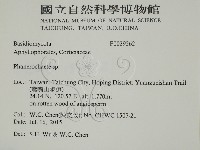 顯絲菌屬藏品圖，第2張