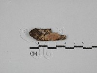 顯絲菌屬藏品圖，第1張