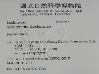 齒耳菌屬藏品圖，第2張