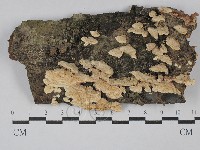 齒耳菌屬藏品圖，第1張