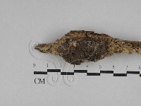 登錄號:F0029264藏品圖，第1張