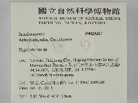 絲齒菌屬藏品圖，第2張