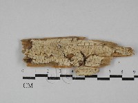 傑克菌屬藏品圖，第1張