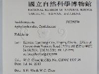 射脈菌屬藏品圖，第2張