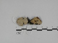 登錄號:F0029274藏品圖，第1張