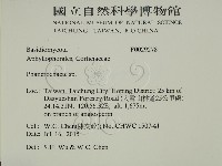 顯絲菌屬藏品圖，第2張