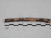 顯絲菌屬藏品圖，第1張