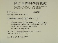 剛毛絲皮菌藏品圖，第2張