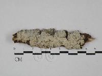 剛毛絲皮菌藏品圖，第1張