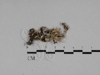 登錄號:F0029282藏品圖，第1張