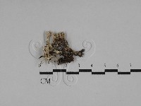 登錄號:F0029283藏品圖，第1張