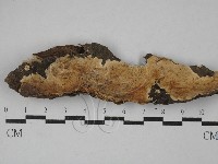 容氏菌屬藏品圖，第1張