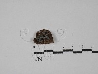 登錄號:F0029287藏品圖，第1張