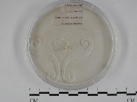 登錄號:F0029289藏品圖，第1張