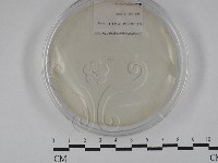 登錄號:F0029290藏品圖，第1張