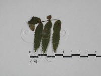 登錄號:F0029291藏品圖，第1張