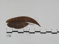 登錄號:F0029292藏品圖，第1張