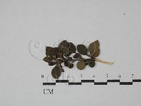 登錄號:F0029295藏品圖，第1張