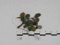 登錄號:F0029299藏品圖，第1張
