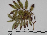 登錄號:F0029300藏品圖，第1張