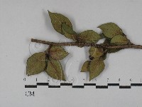 登錄號:F0029301藏品圖，第1張