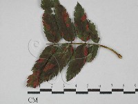 登錄號:F0029302藏品圖，第1張