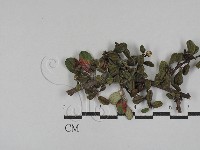 登錄號:F0029303藏品圖，第1張