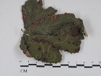 登錄號:F0029304藏品圖，第1張