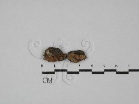 登錄號:F0029308藏品圖，第1張