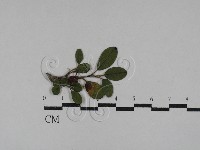 登錄號:F0029311藏品圖，第1張