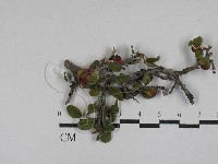 登錄號:F0029313藏品圖，第1張