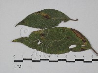 登錄號:F0029314藏品圖，第1張