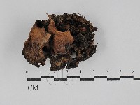 登錄號:F0029315藏品圖，第1張