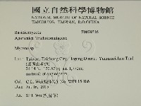 小菇屬藏品圖，第2張