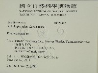 顯絲菌屬藏品圖，第2張