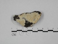 顯絲菌屬藏品圖，第1張