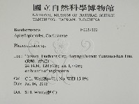 顯絲菌屬藏品圖，第2張