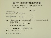 絲皮菌屬藏品圖，第2張