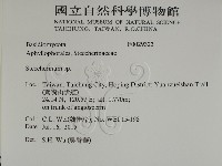 齒耳菌屬藏品圖，第2張