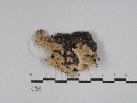 齒耳菌屬藏品圖，第1張