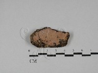 筍殼菌屬藏品圖，第1張