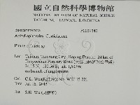 顯絲菌屬藏品圖，第2張