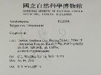 銳孔菌屬藏品圖，第2張