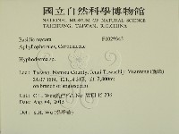 絲皮菌屬藏品圖，第2張