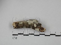 絲皮菌屬藏品圖，第1張
